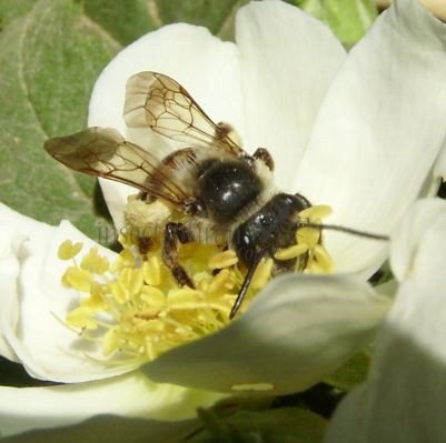 Andrena hattorfiana-1