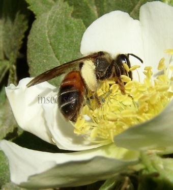 Andrena hattorfiana-2