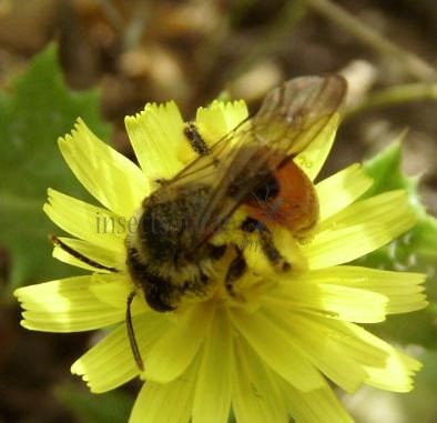 Andrena labiata -1