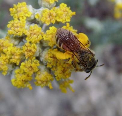 Andrena labiata-4