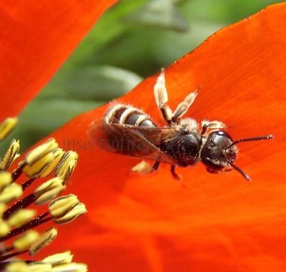 Andrena minutula  1