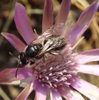 Andrena minutula -3