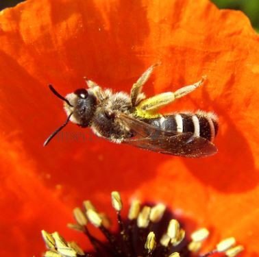 Andrena minutula -2