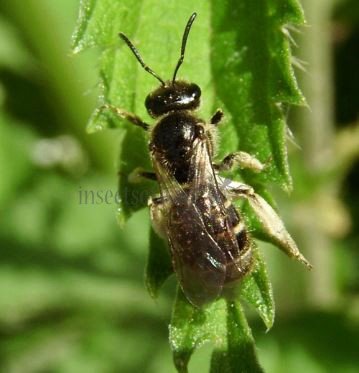 Andrena minutula -4