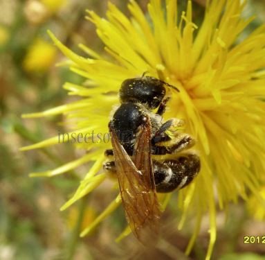 Andrena nasuta -1