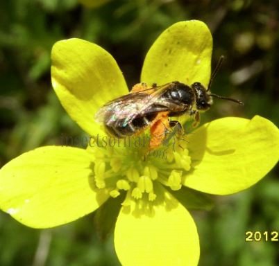 Andrena ovatula-1