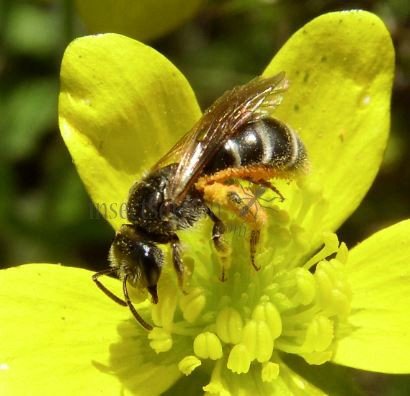 Andrena ovatula-2