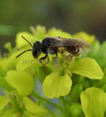 Andrena ovatula-5