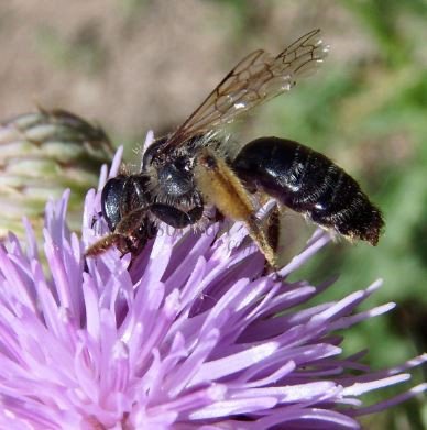 Andrena pilipes -1