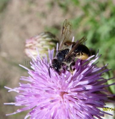 Andrena pilipes -2