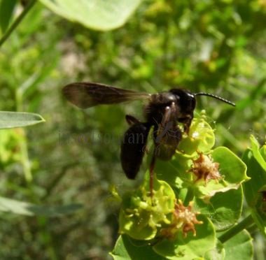 Andrena praecox-3