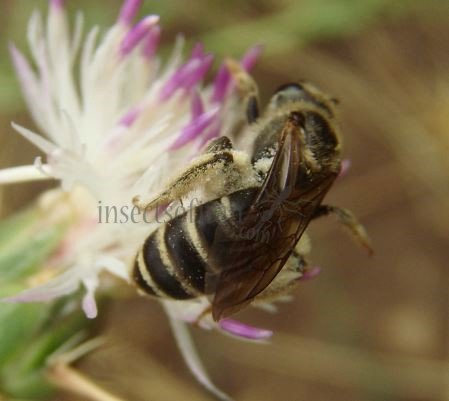 Andrena ricipiens-1