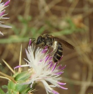 Andrena ricipiens-2