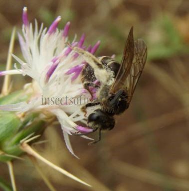 Andrena ricipiens-3