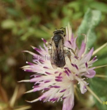 Andrena ricipiens-6