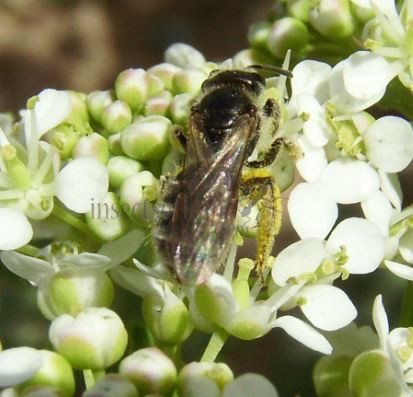 Andrena ricipiens-7