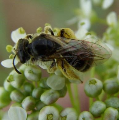 Andrena ricipiens-8