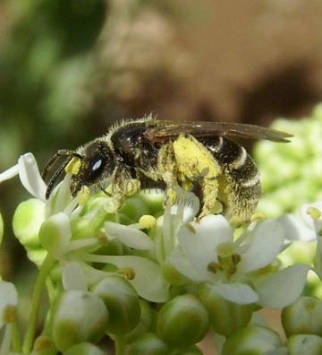 Andrena ricipiens-9