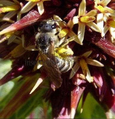 Andrena sp-1