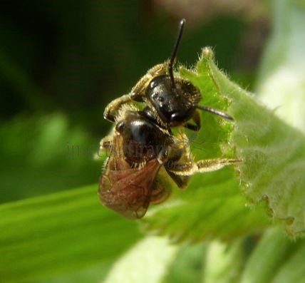 Andrena sp-4