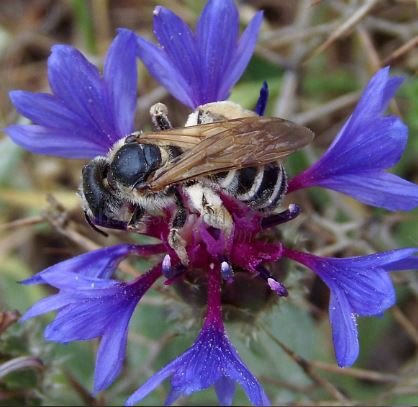 Andrena sp-5