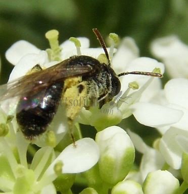 Andrena subopaca -1