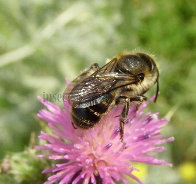 Andrena symphyti-1