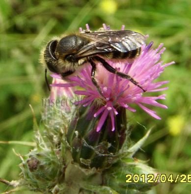 Andrena symphyti-2