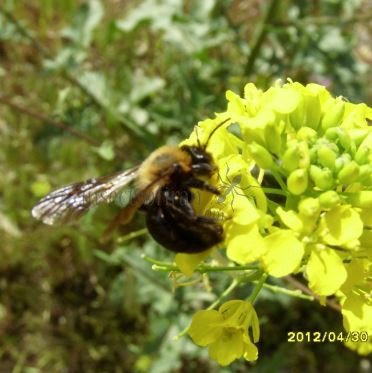 Andrena thoracica