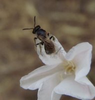Andrena chrysosceles -7