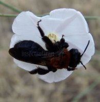 Andrena clarkella-1
