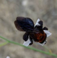 Andrena clarkella-2