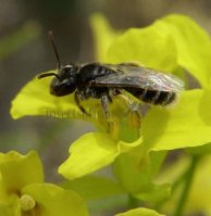 Andrena flavipes -2