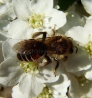 Andrena florea -2