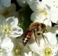 Andrena florea -3