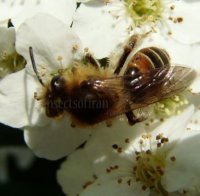 Andrena florea -4