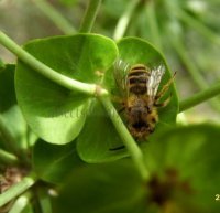 Andrena fulva-3
