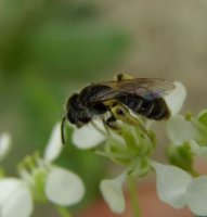 Andrena gravida -2