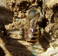 Andrena gravida -5