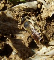Andrena gravida -6