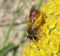 Andrena labiata -3