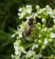 Andrena ovatula-3