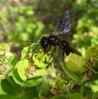 Andrena pilipes -3