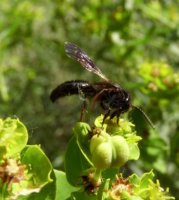 Andrena praecox-1