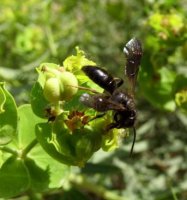 Andrena praecox-2