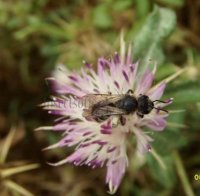 Andrena ricipiens-5