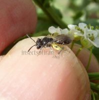 Wasps and Bees- Anderenidae