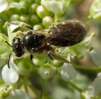Andrena subopaca -2