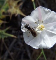 Andrena subopaca -3