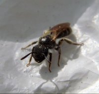 Andrena subopaca -4